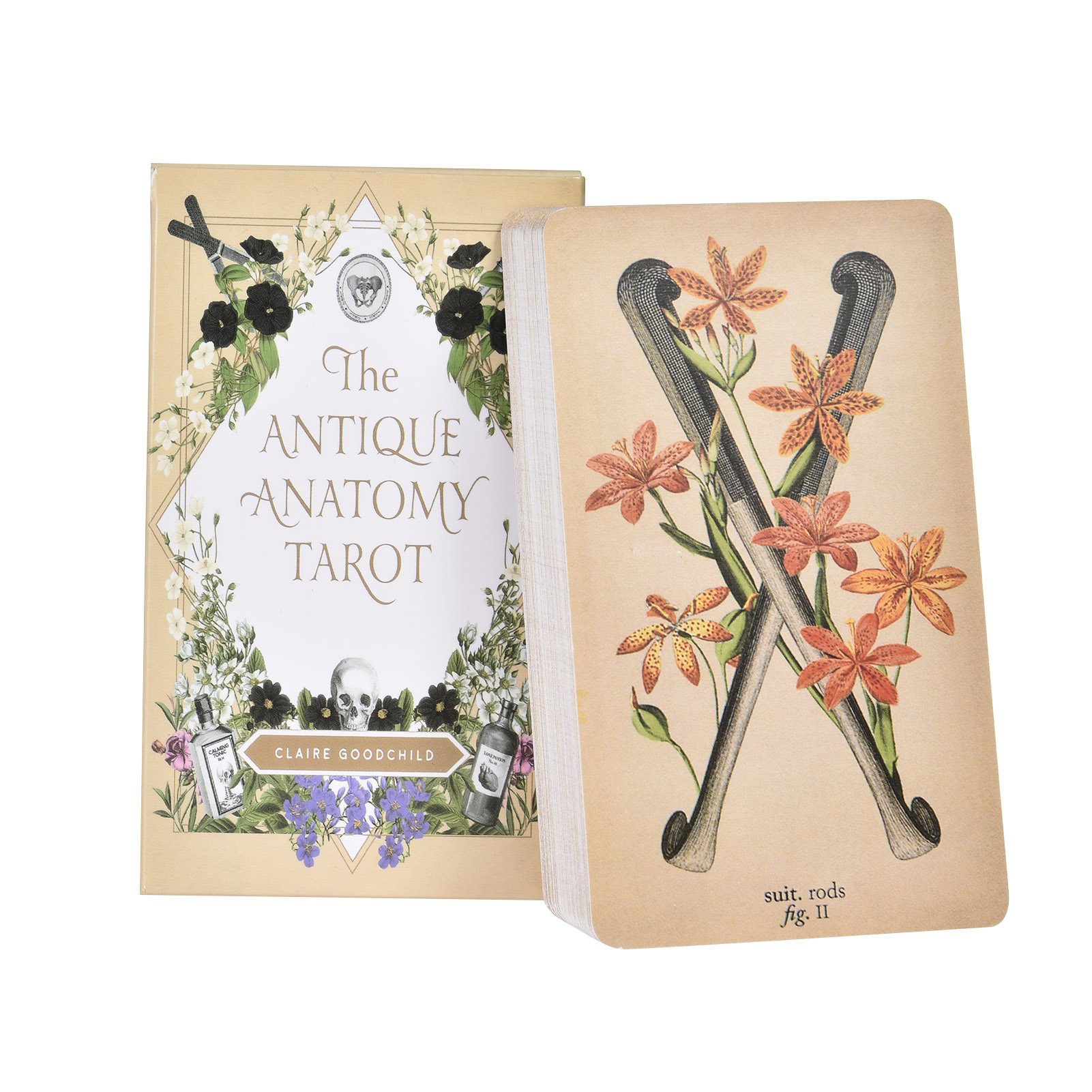 앤티크 해부학 타로 카드 영어 버전 타로 덱 PDF 가 - Tarot Cards Deck With Guidebook 리뷰 및 가격